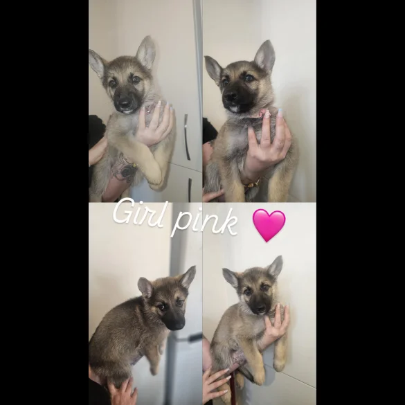 German Shepherd (Alsatian) - Both