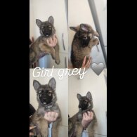 German Shepherd (Alsatian) - Both