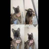 German Shepherd (Alsatian) - Both