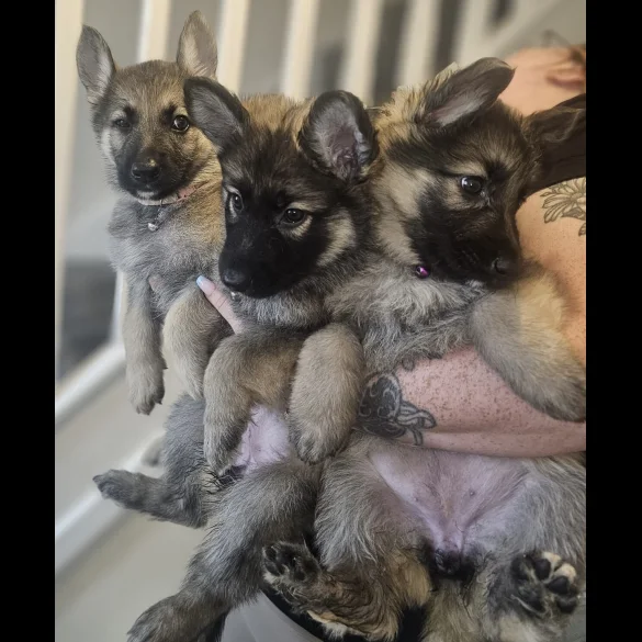 German Shepherd (Alsatian) - Both