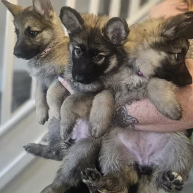 German Shepherd (Alsatian) - Both