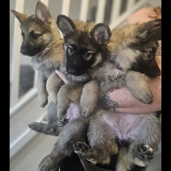 German Shepherd (Alsatian) - Both