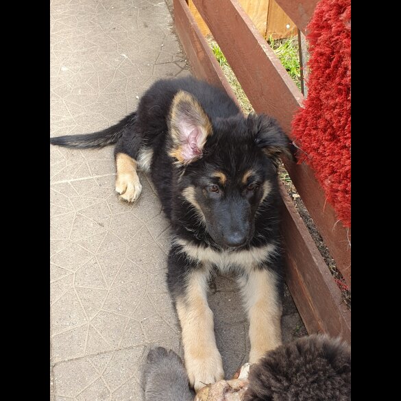 German Shepherd (Alsatian) - Bitches