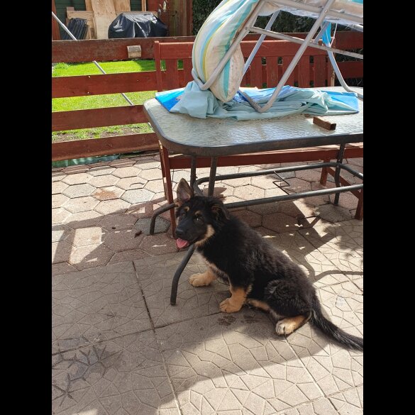 German Shepherd (Alsatian) - Bitches