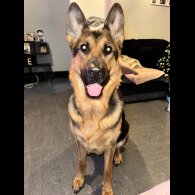 German Shepherd (Alsatian) - Bitches