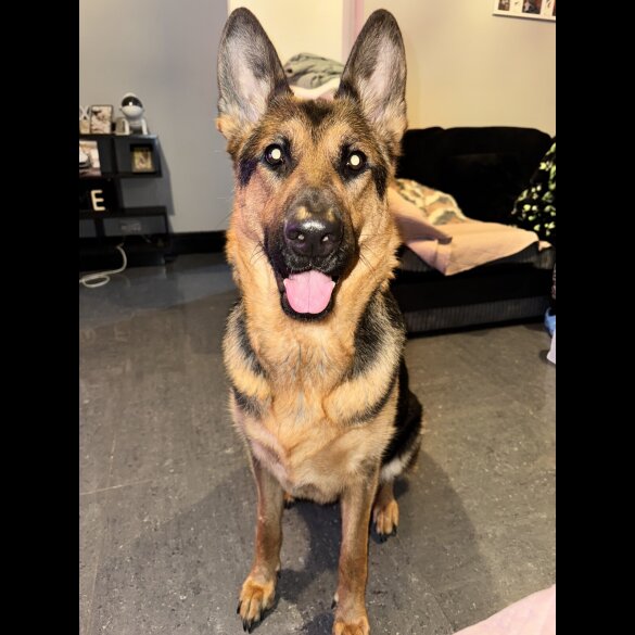 German Shepherd (Alsatian) - Bitches