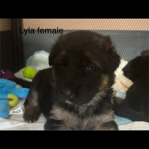 German Shepherd (Alsatian) - Bitches