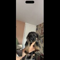 German Shepherd (Alsatian) - Bitches