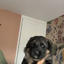 German Shepherd (Alsatian) - Bitches