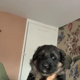 German Shepherd (Alsatian) - Bitches