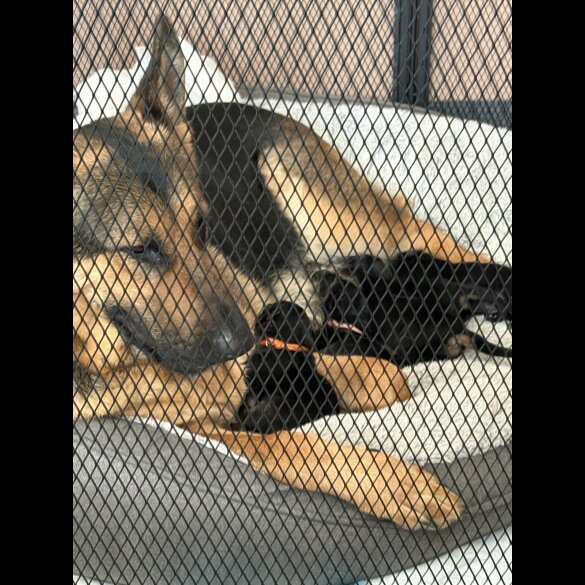 German Shepherd (Alsatian) - Bitches