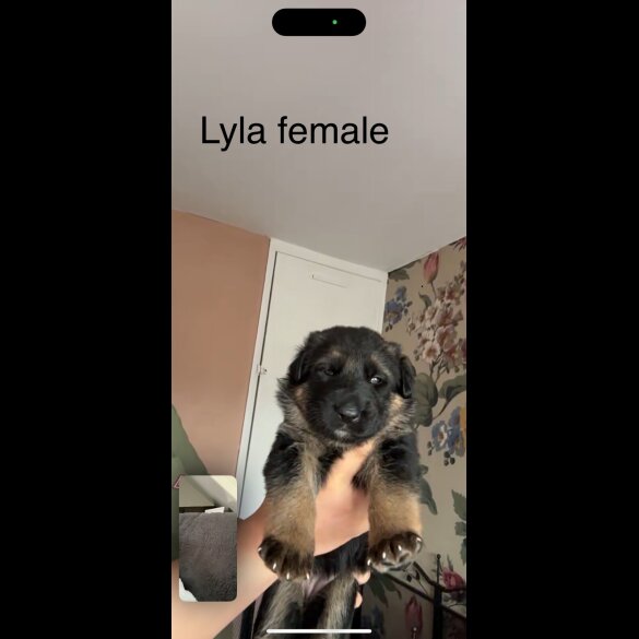 German Shepherd (Alsatian) - Bitches