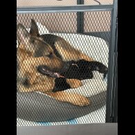 German Shepherd (Alsatian) - Bitches