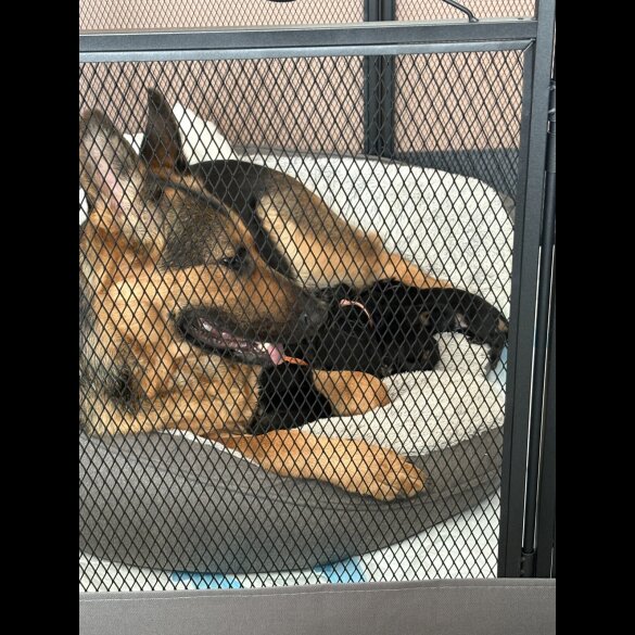 German Shepherd (Alsatian) - Bitches