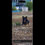 German Shepherd (Alsatian) - Bitches