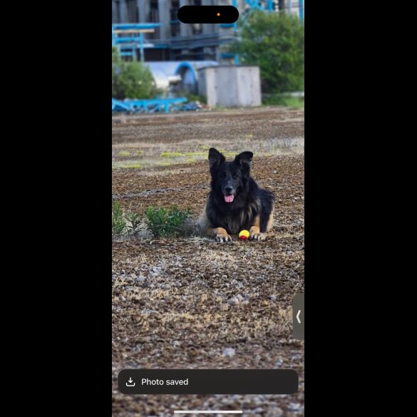 German Shepherd (Alsatian) - Bitches