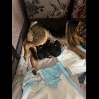 German Shepherd (Alsatian) - Bitches