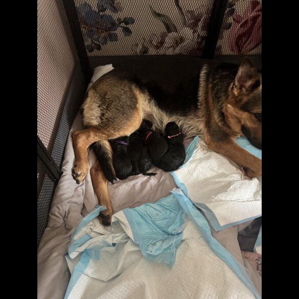 German Shepherd (Alsatian) - Bitches