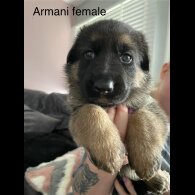 German Shepherd (Alsatian) - Bitches