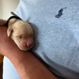 Golden Retriever - Both