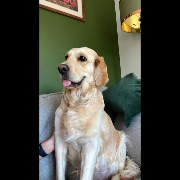 Golden Retriever - Both