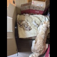 Golden Retriever - Both
