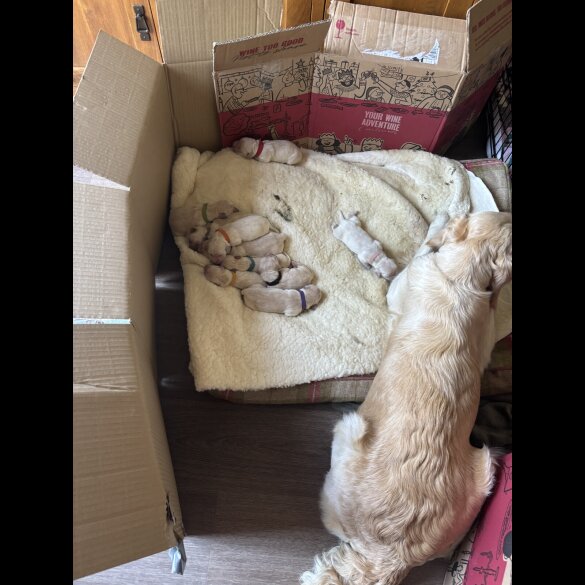 Golden Retriever - Both