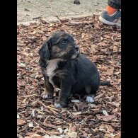 Golden Retriever - Both