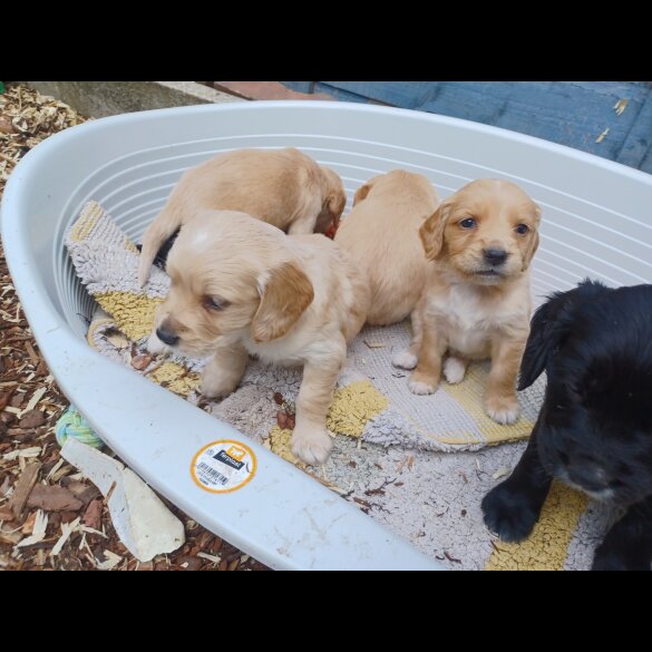 Golden Retriever - Both