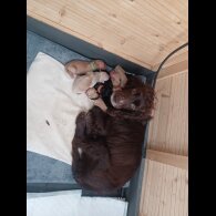 Golden Retriever - Both