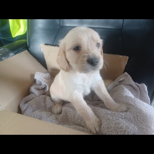 Golden Retriever - Both
