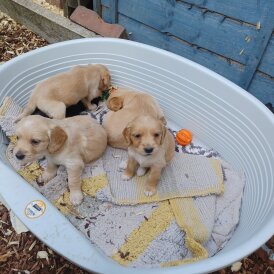 Golden Retriever - Both