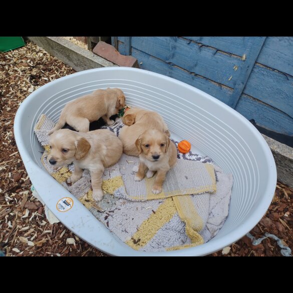 Golden Retriever - Both