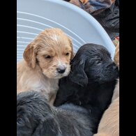 Golden Retriever - Both