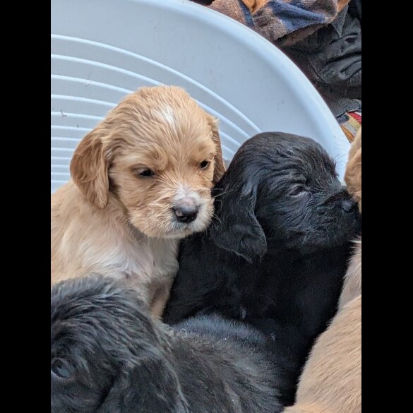 Golden Retriever - Both