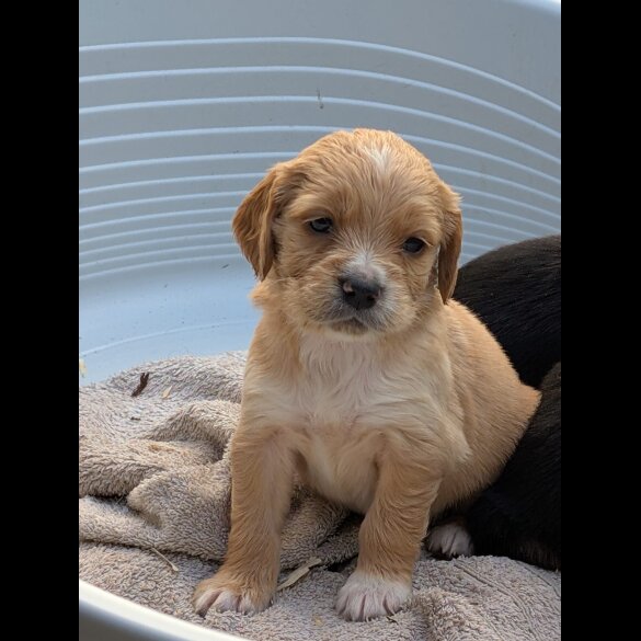 Golden Retriever - Both