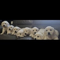 Golden Retriever - Both
