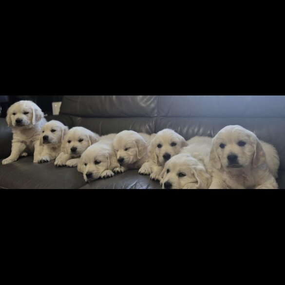 Golden Retriever - Both