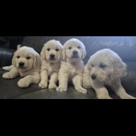 Golden Retriever - Both