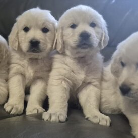 Golden Retriever - Both