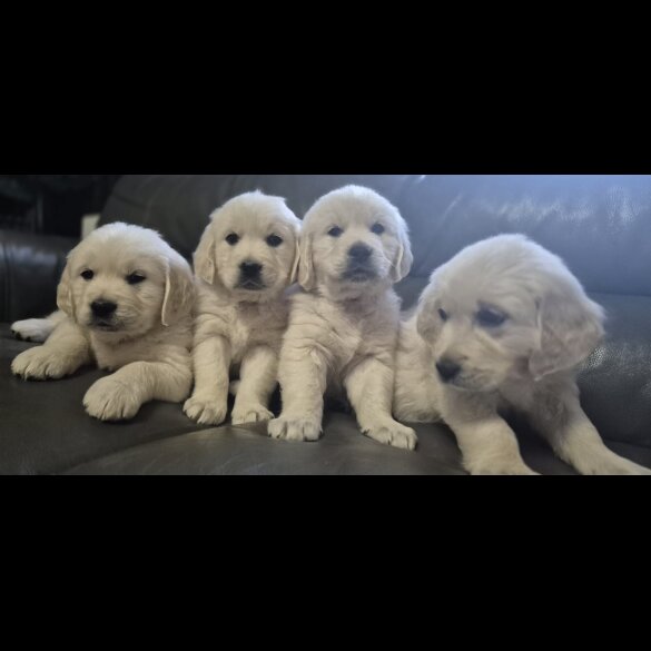 Golden Retriever - Both