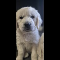 Golden Retriever - Both