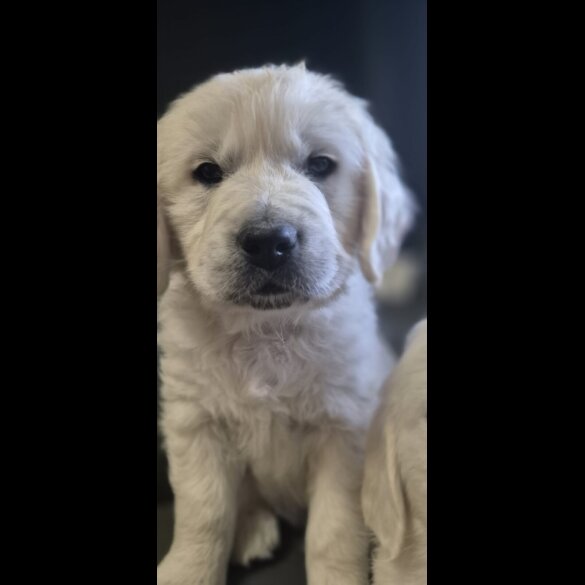 Golden Retriever - Both