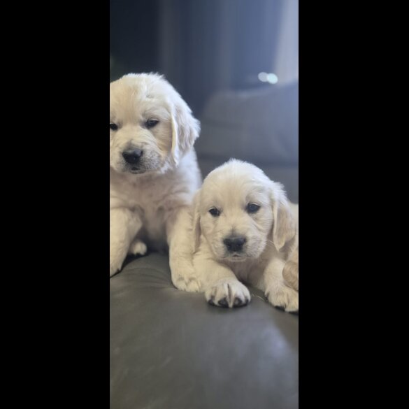 Golden Retriever - Both