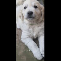 Golden Retriever - Both