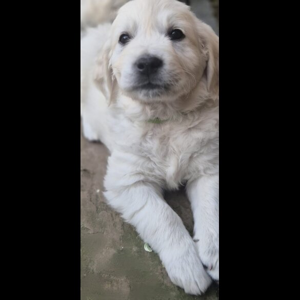 Golden Retriever - Both