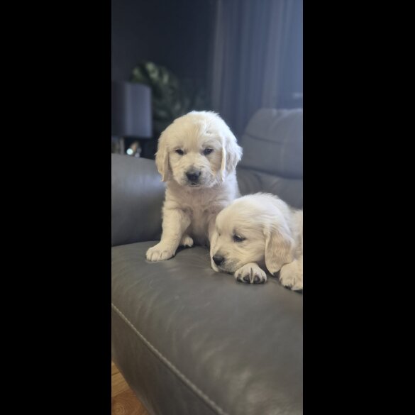 Golden Retriever - Both