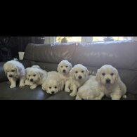 Golden Retriever - Both