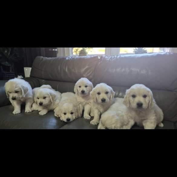 Golden Retriever - Both