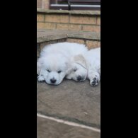 Golden Retriever - Both